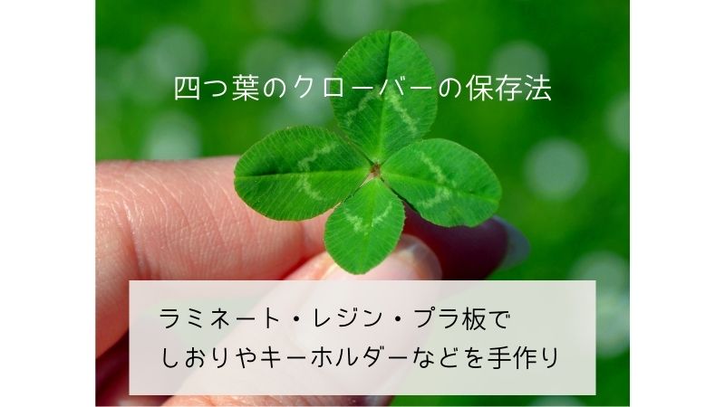 四つ葉のクローバー
