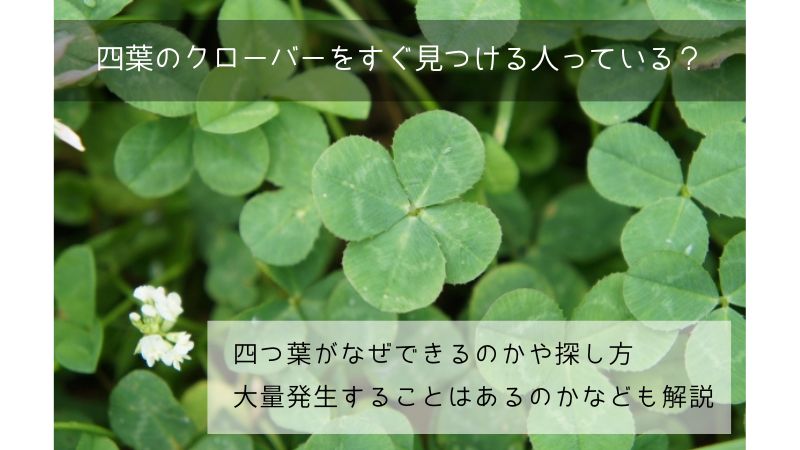 四つ葉のクローバーをすぐ見つける人はいる？特徴や見つけ方は？なぜ四葉ができるのかや確率、似てる植物も紹介