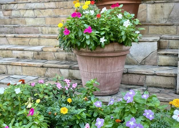 玄関の外の花